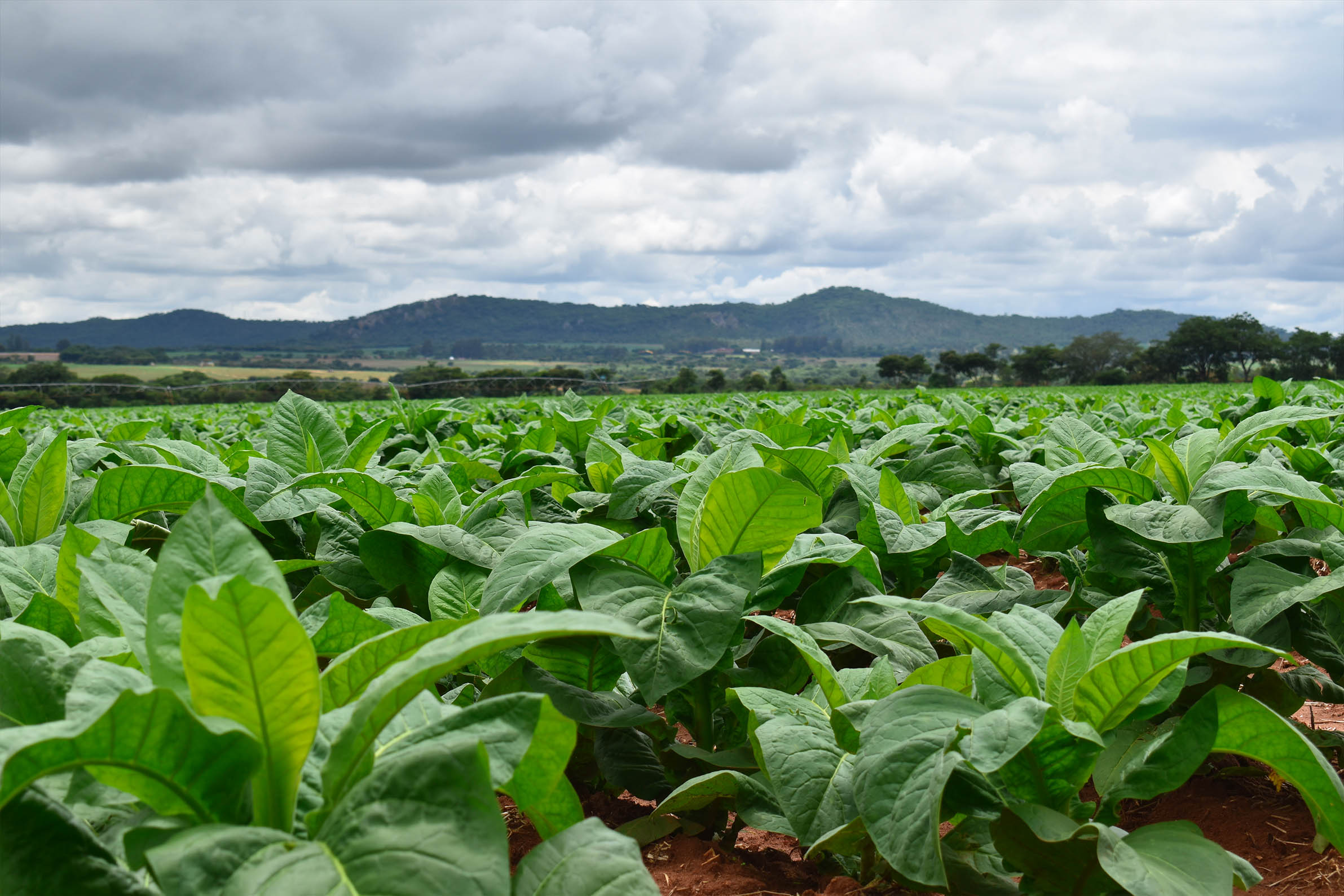Tobacco Side Farmers to be Prosecuted
