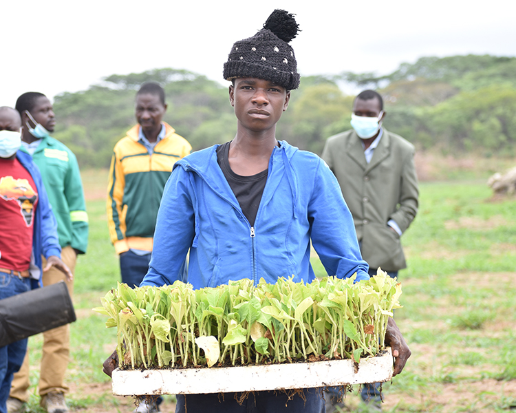 Breakthrough for Tobacco Farmers