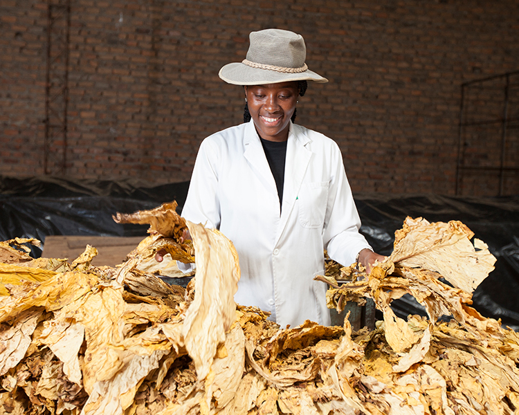 New Tobacco Farmers Pocket $168  Million USD